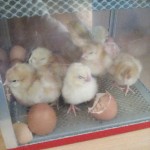 Image of How exciting!...we’ve been hatching baby chicks.