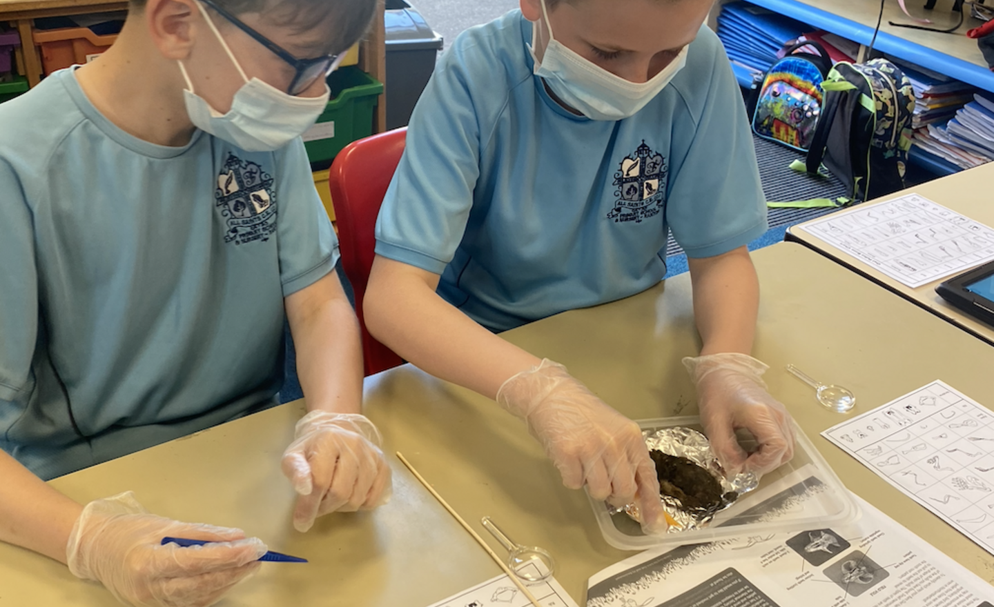 Image of Skellig inspired owl pellet dissection