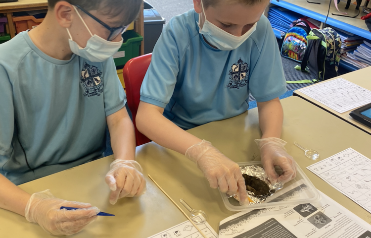 Image of Skellig inspired owl pellet dissection
