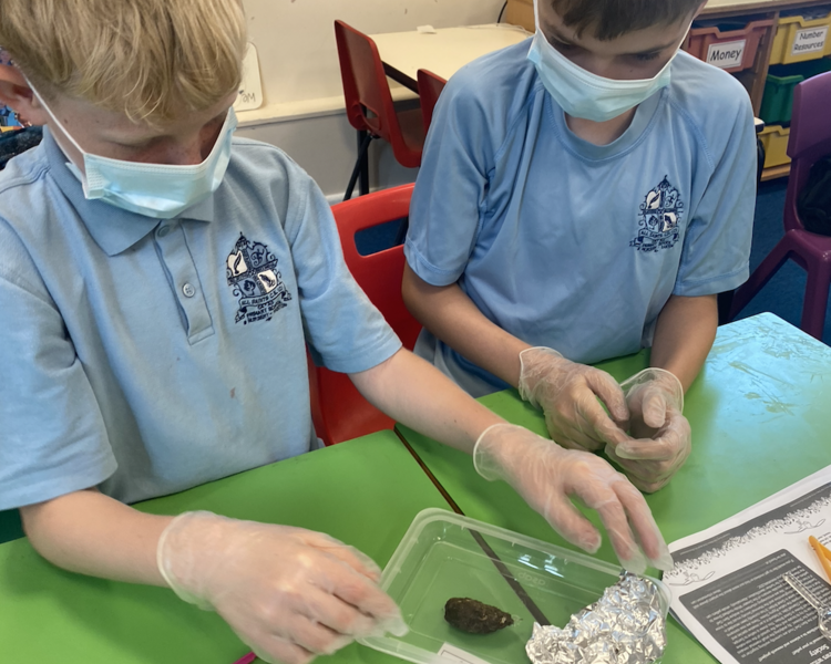 Image of Owl Pellet Dissection