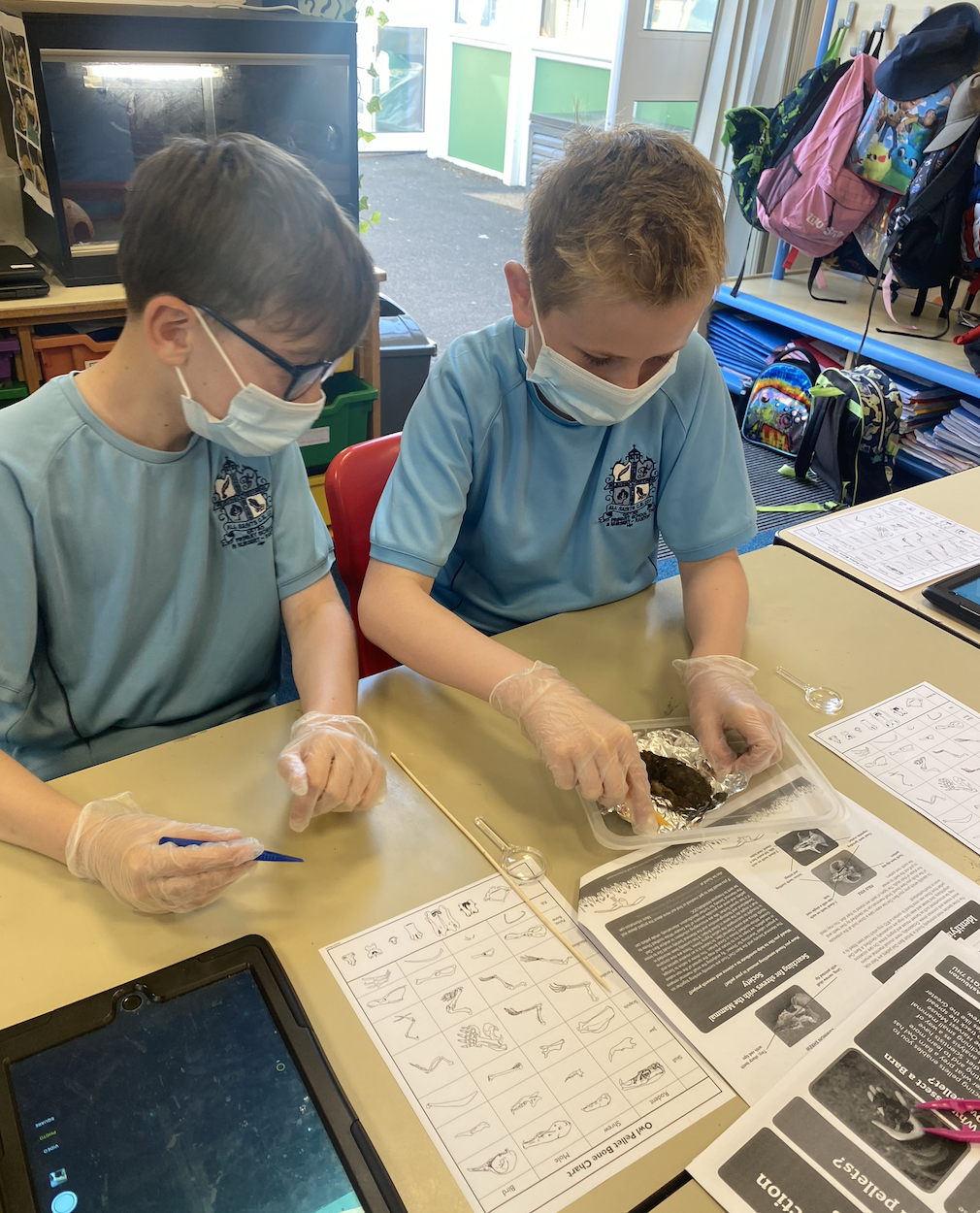 Image of Skellig inspired owl pellet dissection