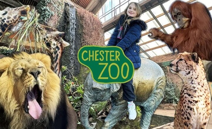 Image of Year 7 Mark the End of Their First Year with a Visit to Chester Zoo