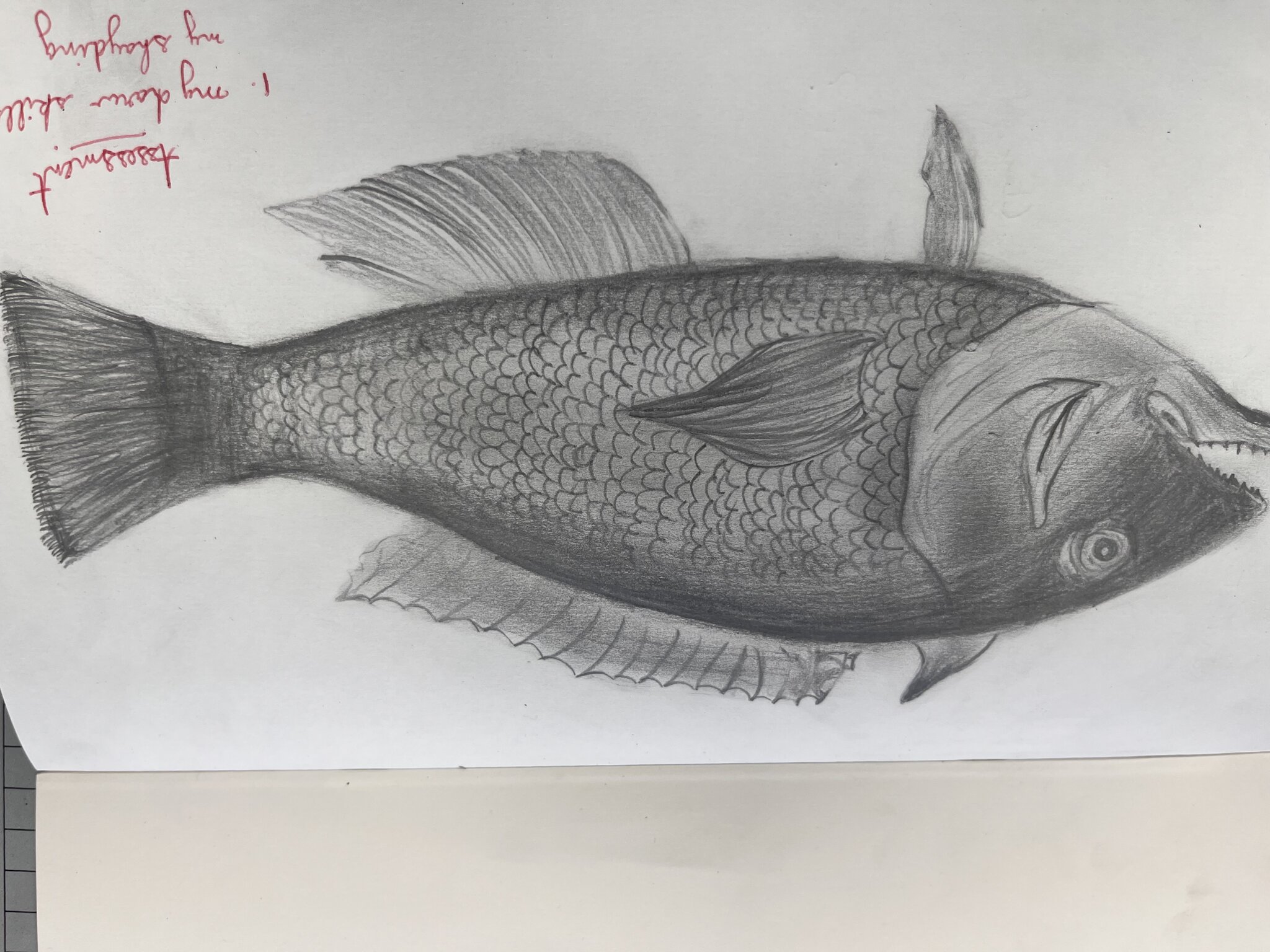 Image of Year 7 Dive into Art with Observational Drawing