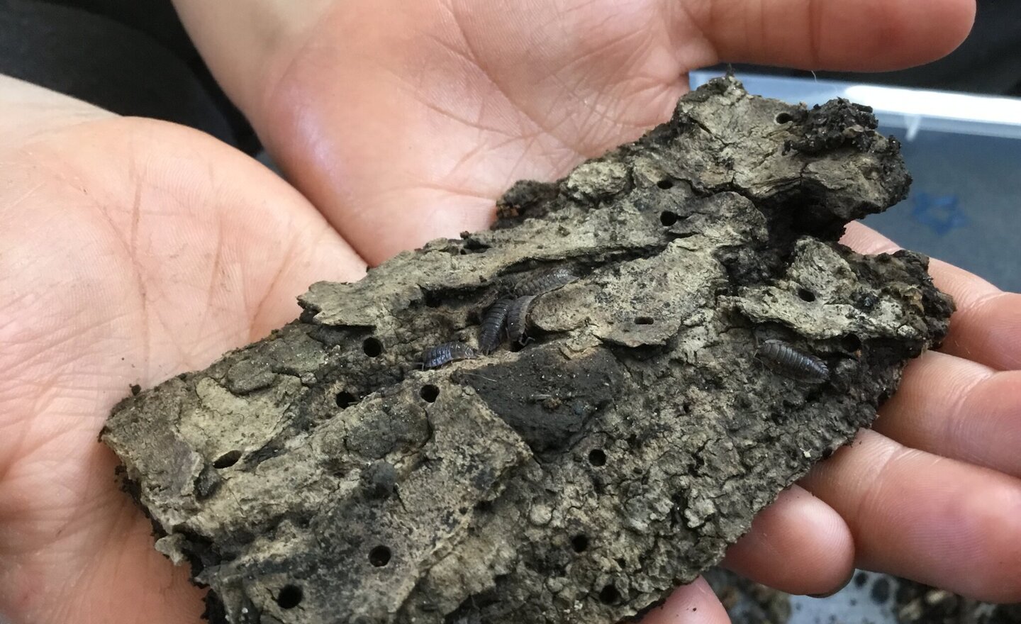 Image of Woodlouse habitat experiment