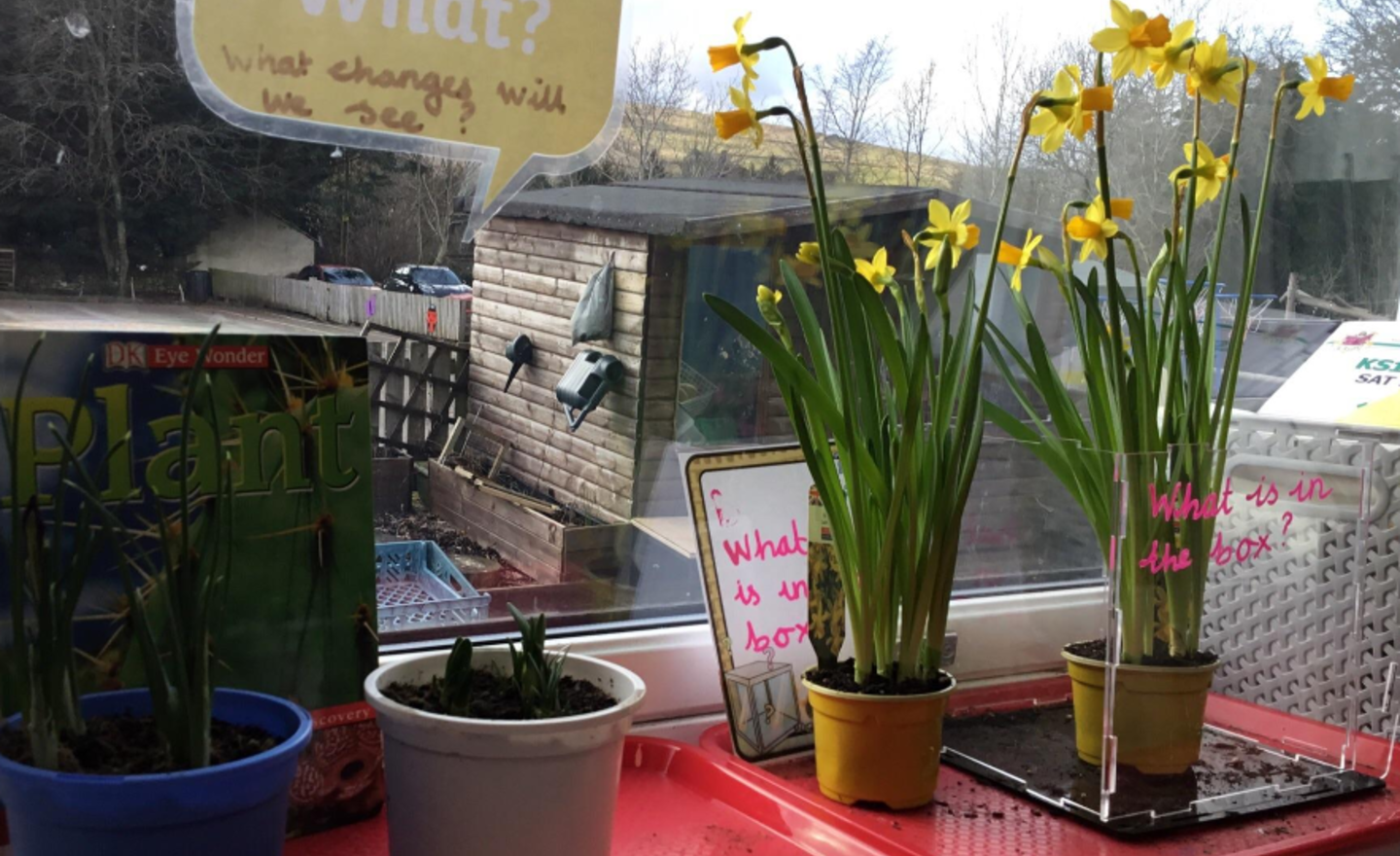 Image of Cross Fell's learning about plants