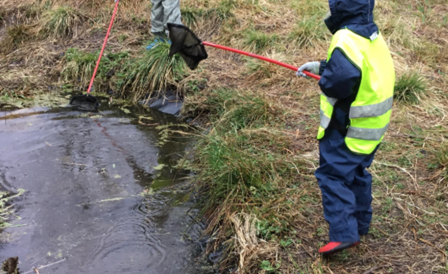 Image of Pond dipping