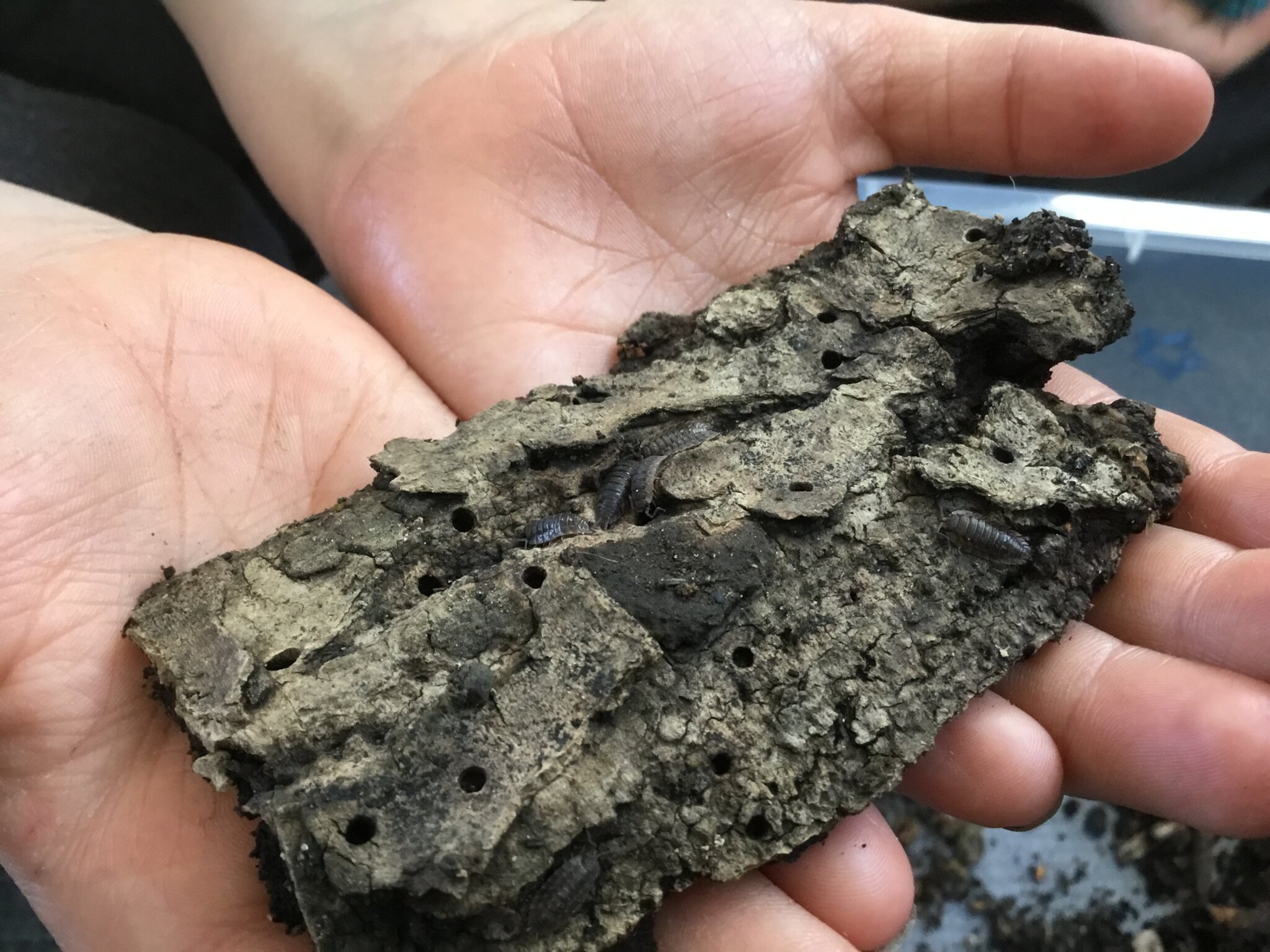 Image of Woodlouse habitat experiment