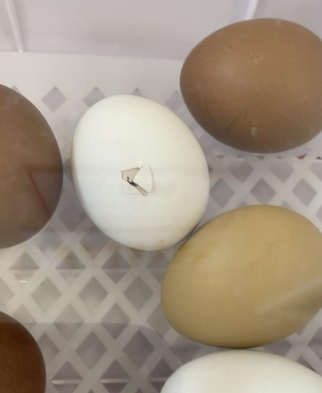 Image of The eggs are hatching!