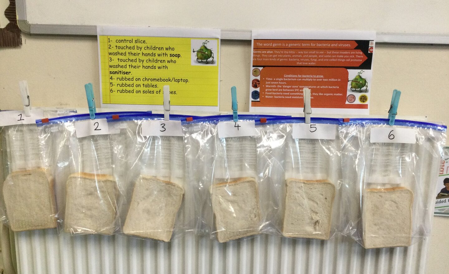 Image of Microbes experiment