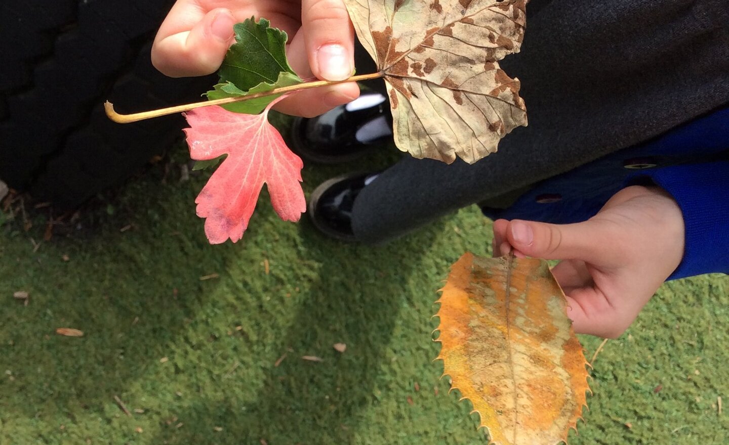Image of Classification of Leaves in Science 