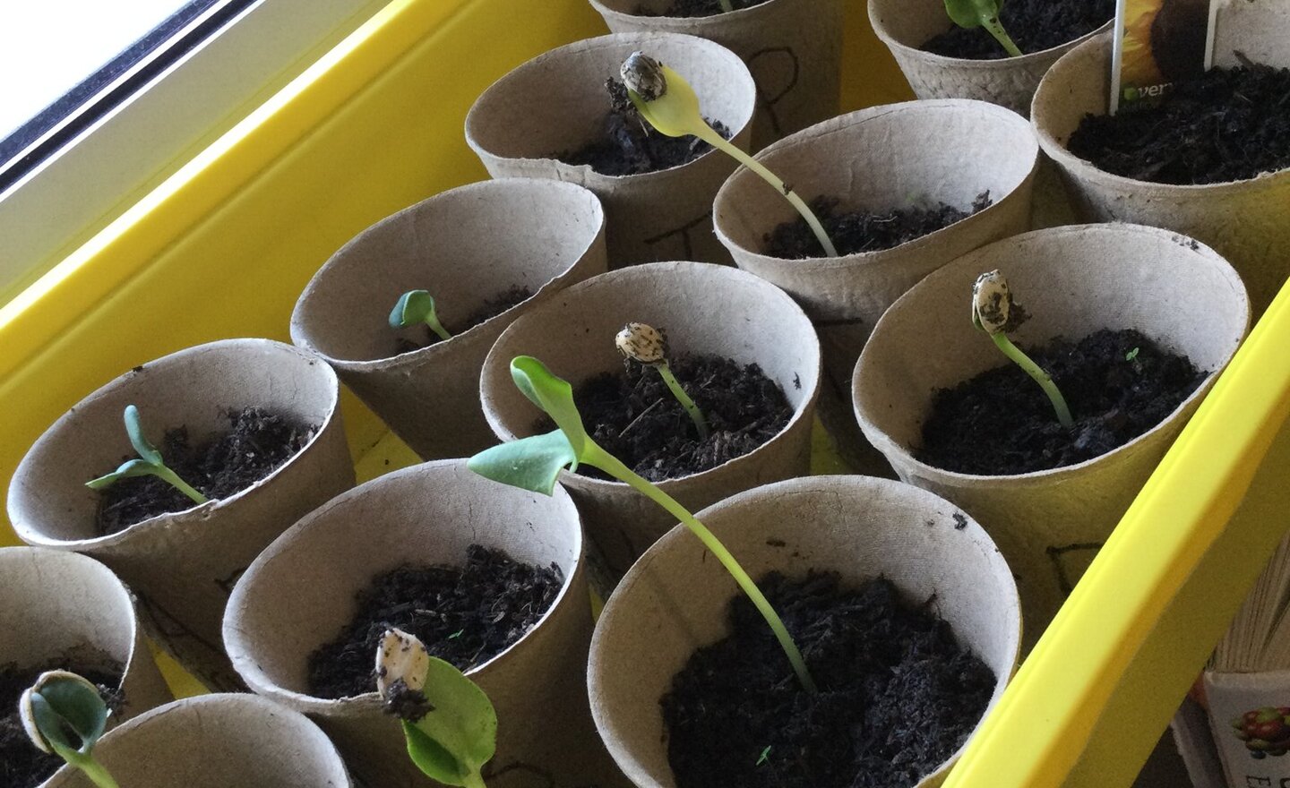 Image of We have shoots!