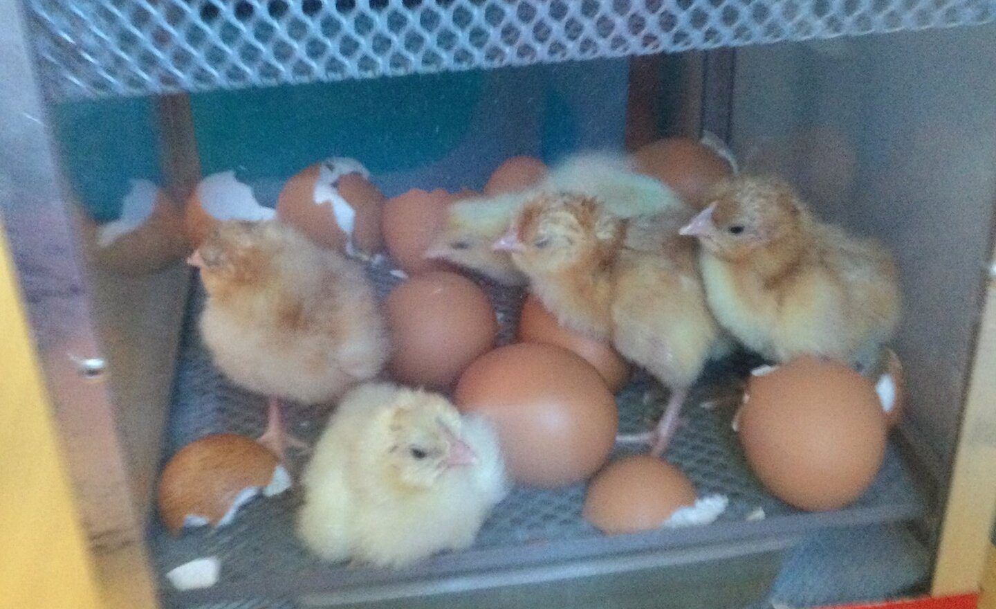 Image of Chicks!