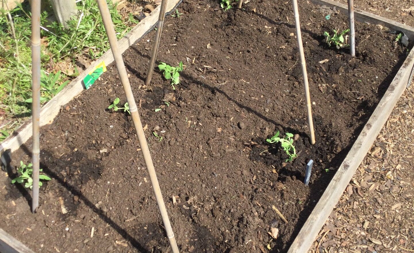 Image of Planting 2025!