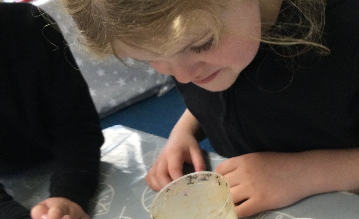 Image of We have caterpillars!