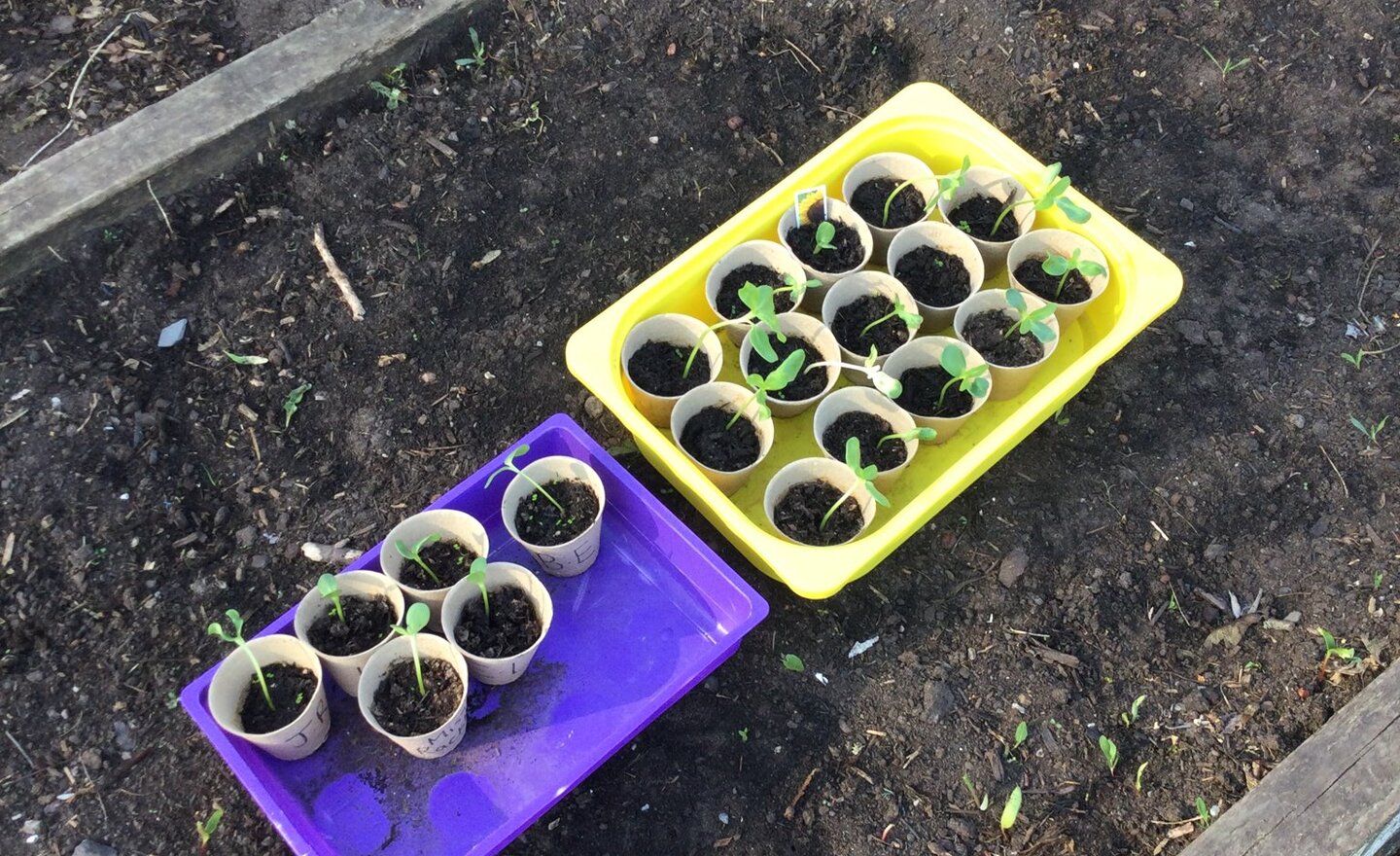 Image of We planted our sunflowers!