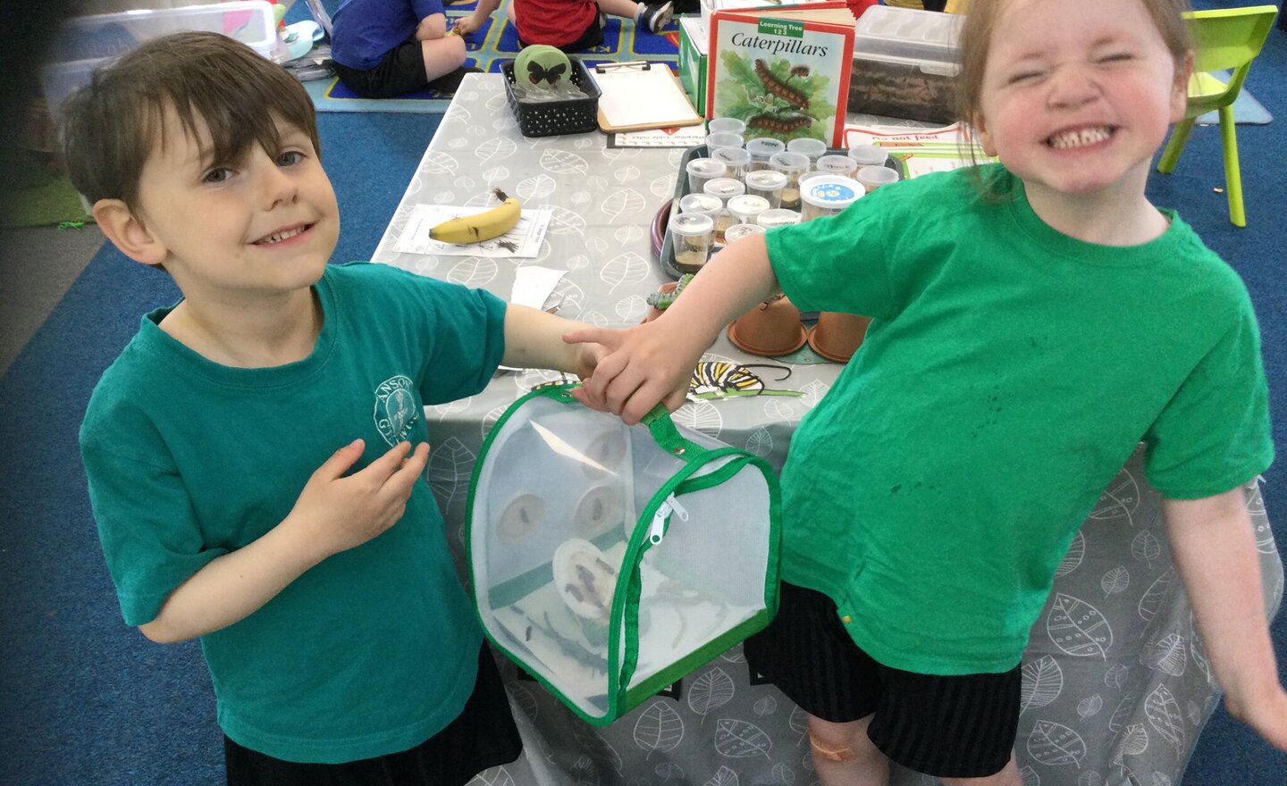 Image of Butterfly net