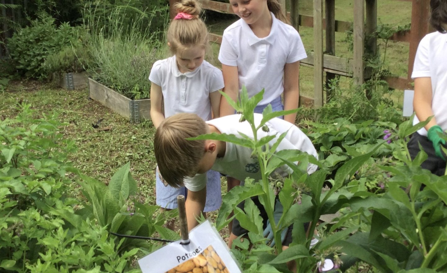 Image of Gardening