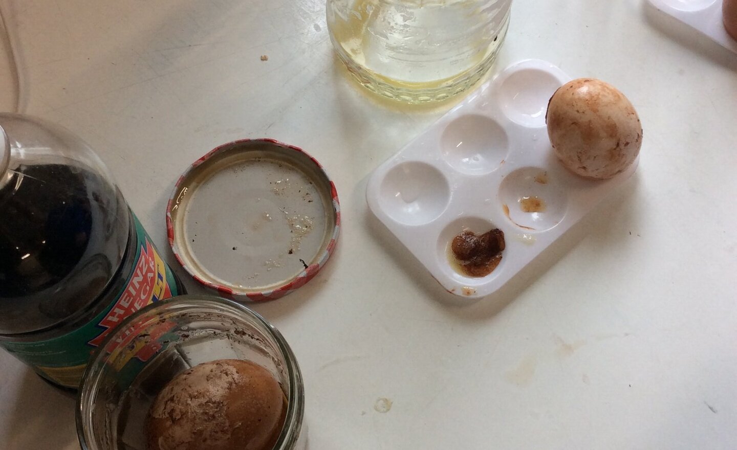 Image of Science investigation - Teeth