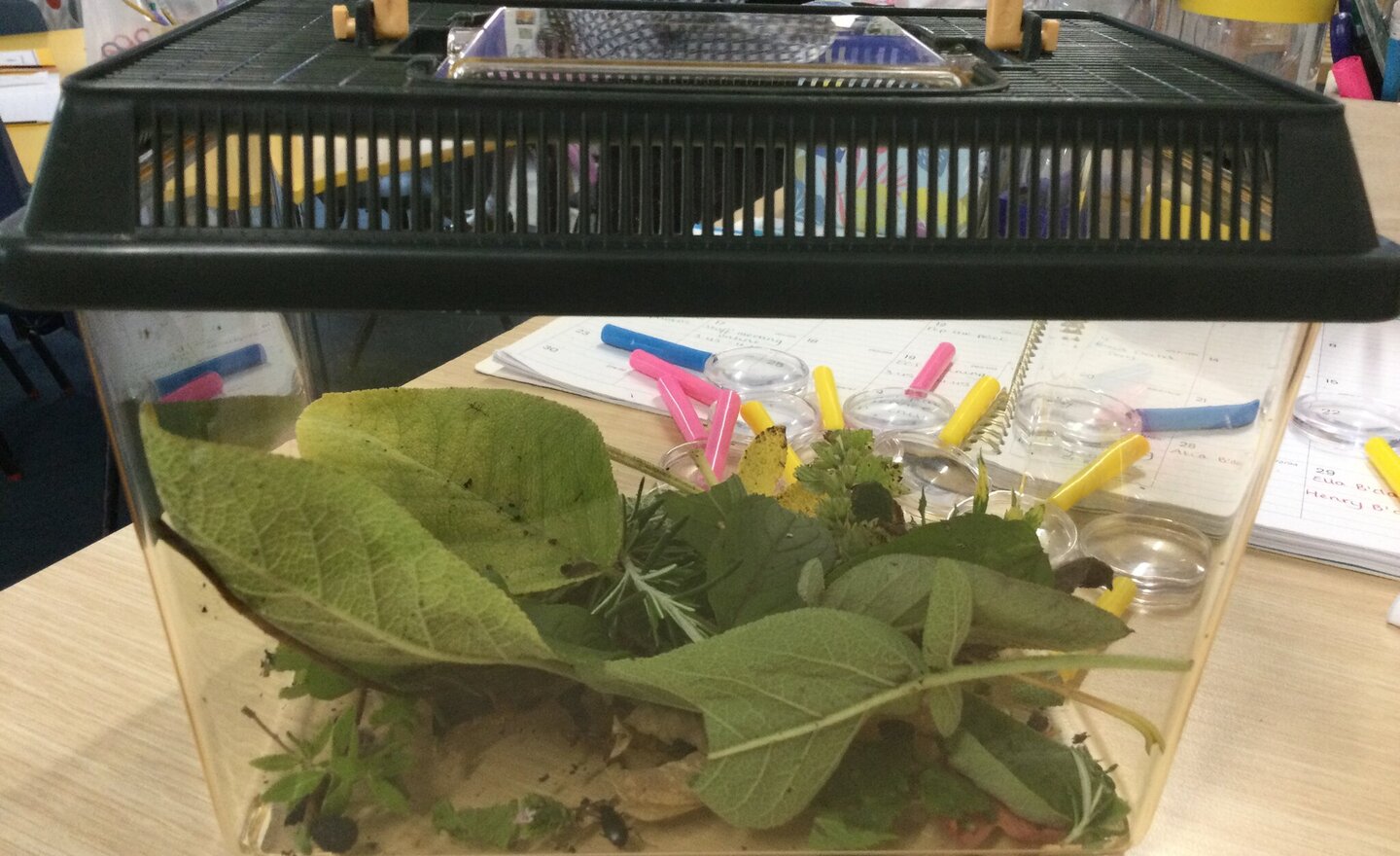 Image of Class 2’s minibeast hunt!