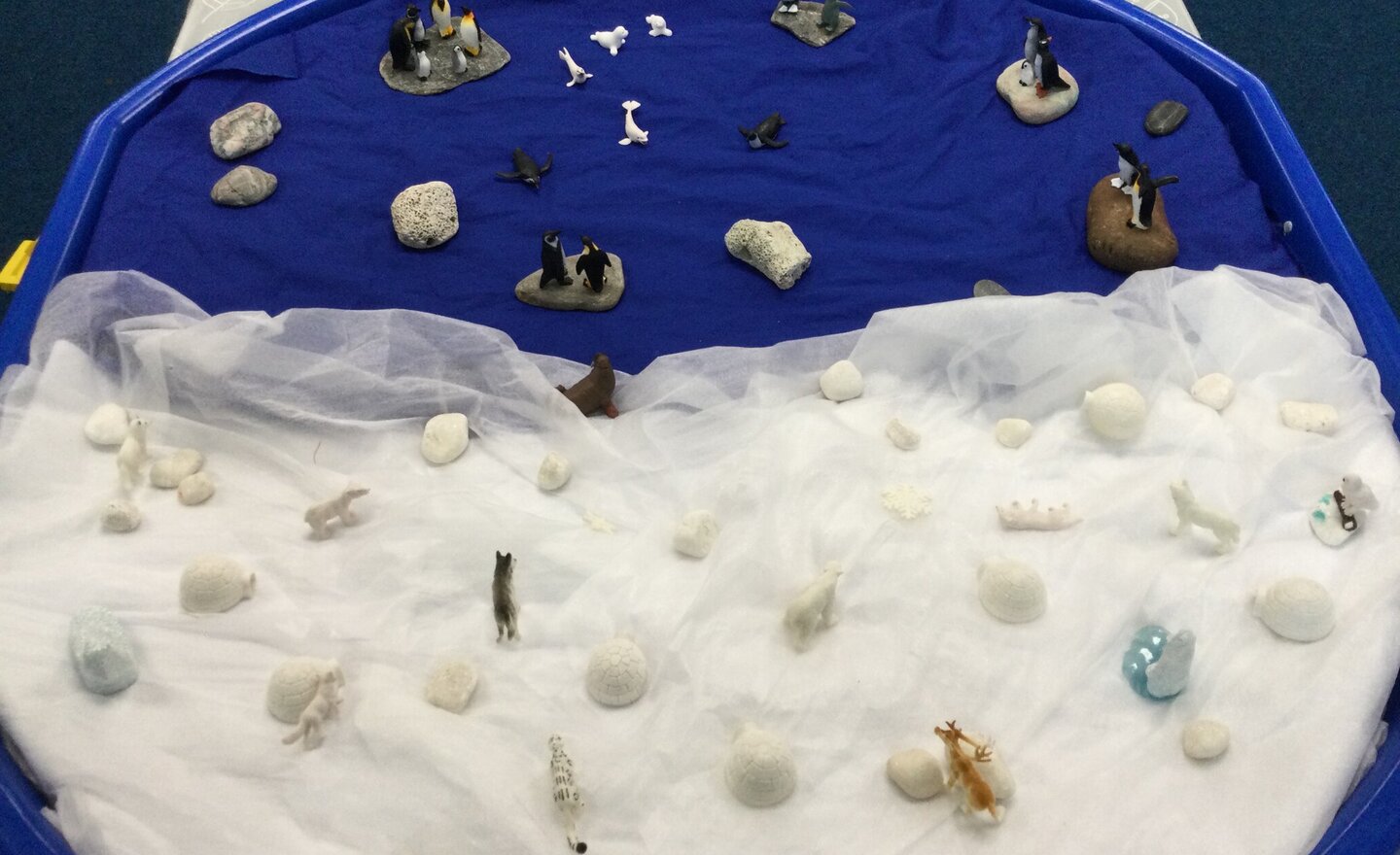 Image of Polar animals