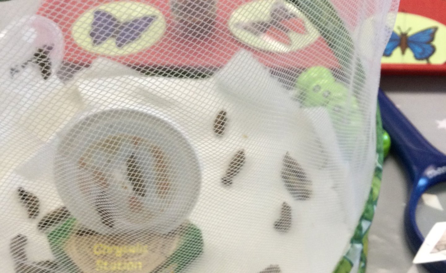 Image of Watching our caterpillars grow.