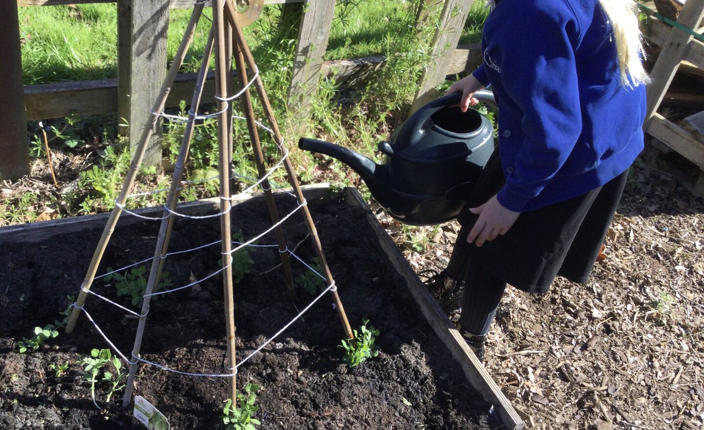 Image of Caring for our plants 