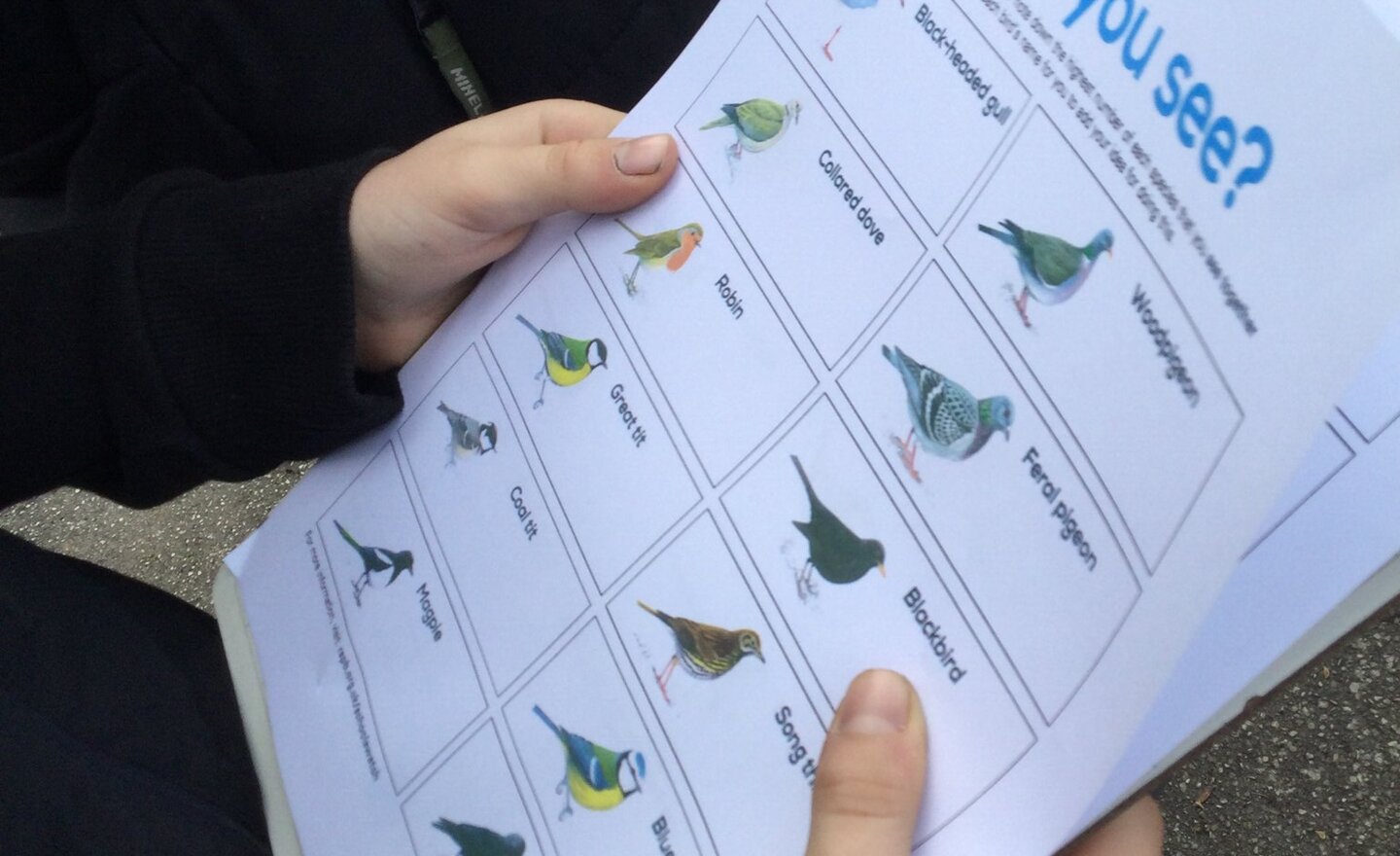 Image of Class 4 Bird Watch