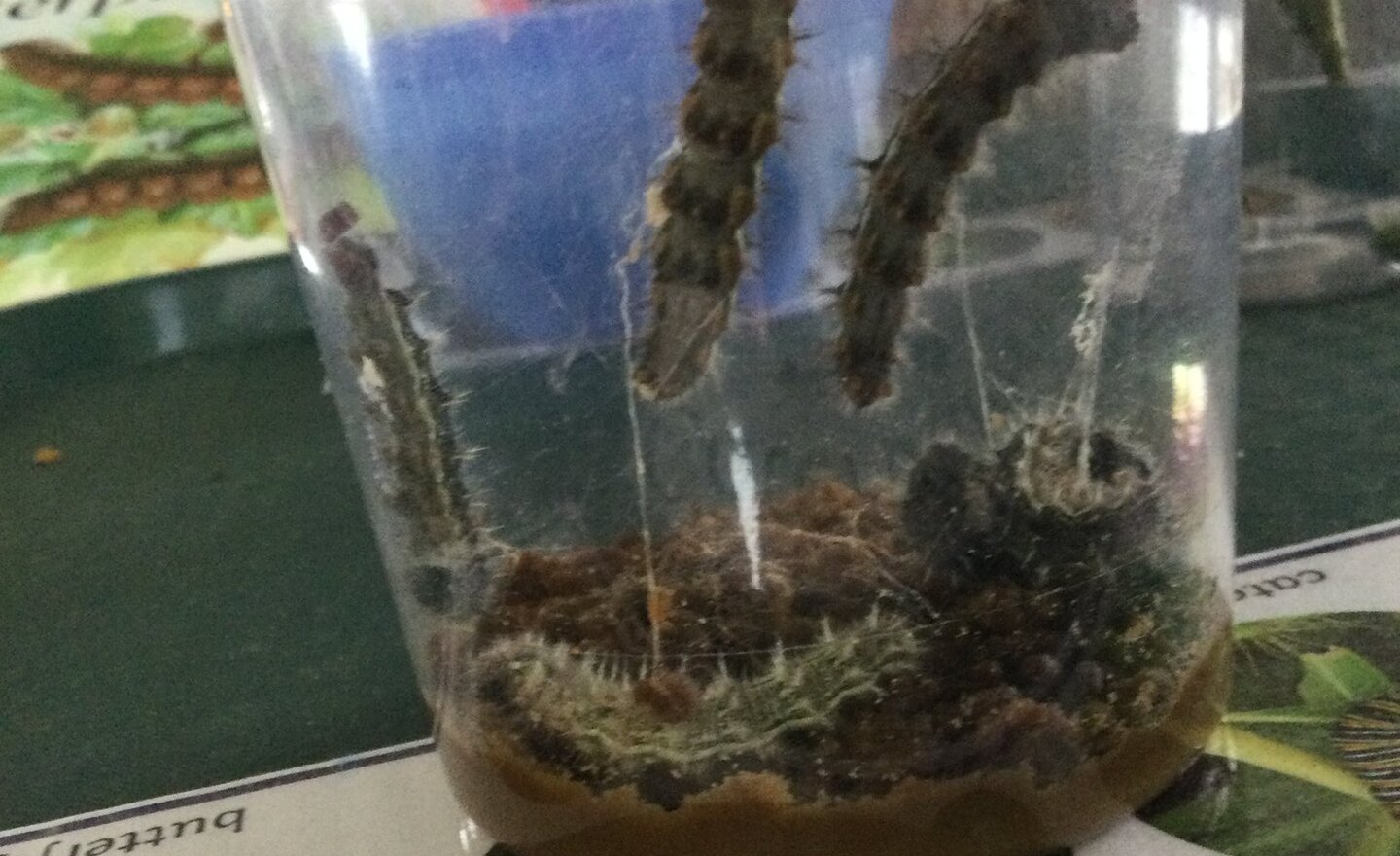 Image of Caterpillars!