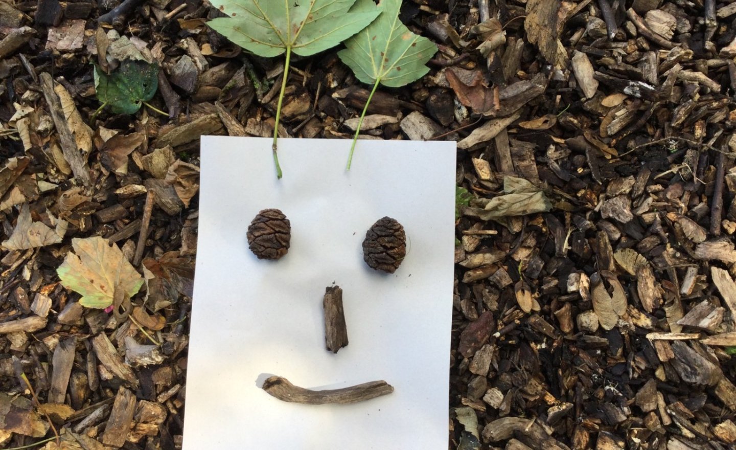Image of Creating our own nature faces!