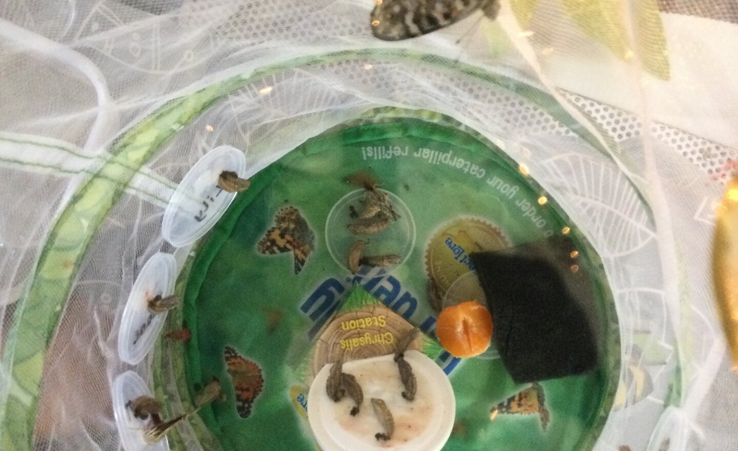 Image of We now have butterflies!