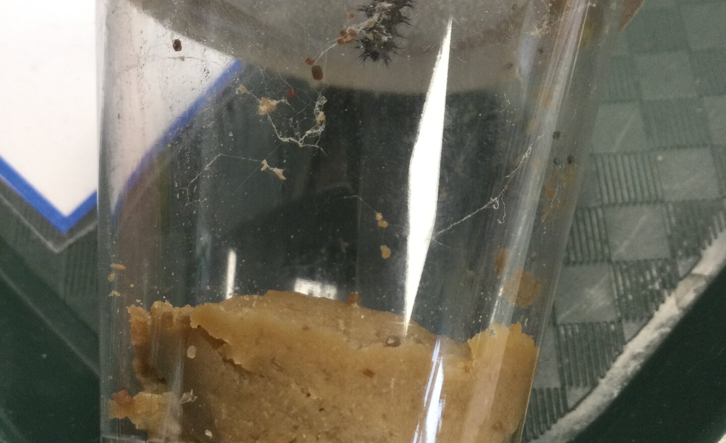 Image of Caterpillar diaries