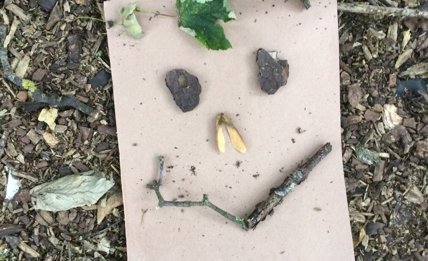 Image of Nature faces