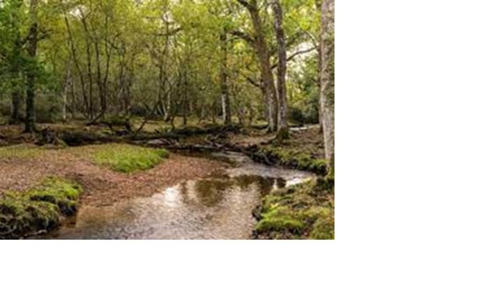 Image of Orienteering Trip to Cannock Chase TBC