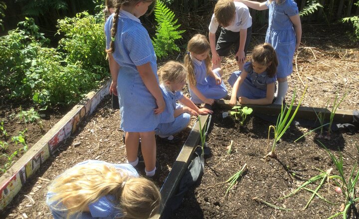 Image of Helping parents plant 