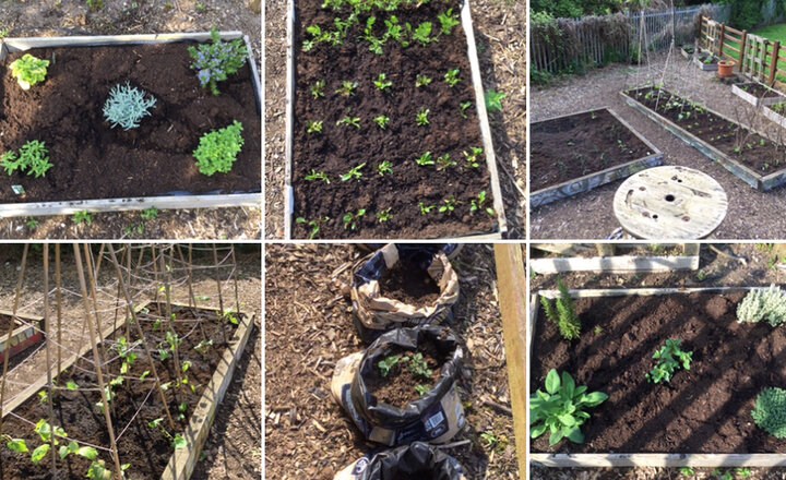 Image of Planting crops