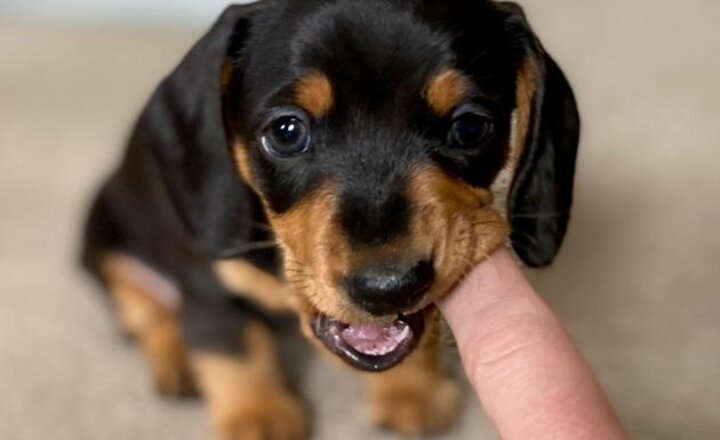 Image of Meet Saffy!