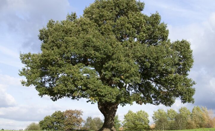 Image of A Tree for Sadie