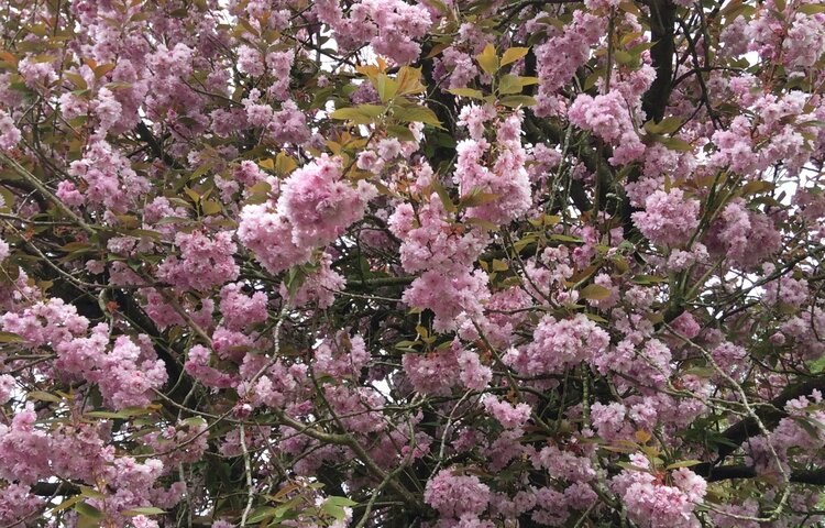 Image of Beautiful Blossom