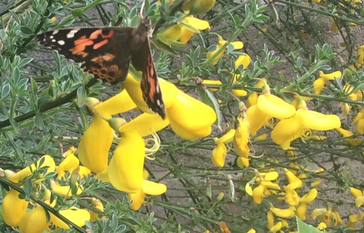 Image of Releasing Butterflies!