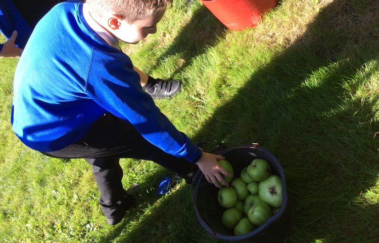 Image of Apple Picking