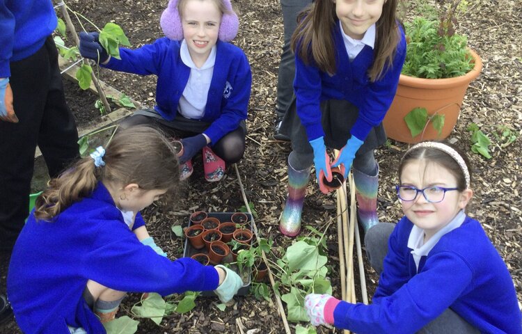 Image of Planting beans and potatoes 