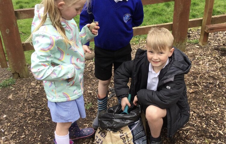 Image of Planting beans and potatoes 