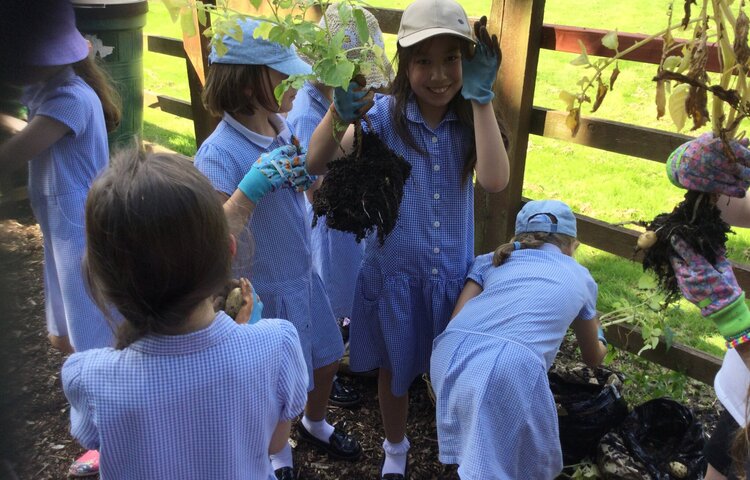 Image of Early harvest 