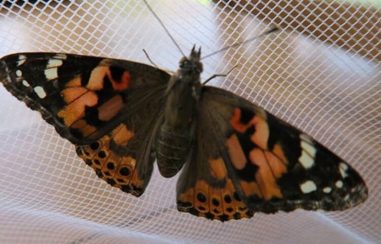 Image of Our first butterfly!