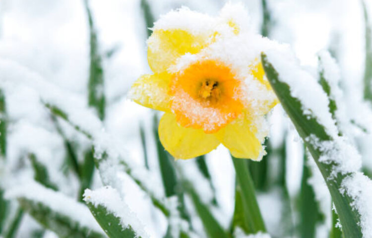 Image of Springtime Snow