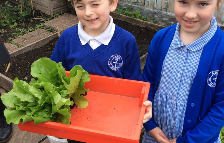 Image of Terrific gardeners in Class 3