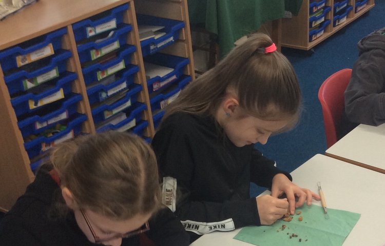 Image of Class 3 Become Paleontologists!