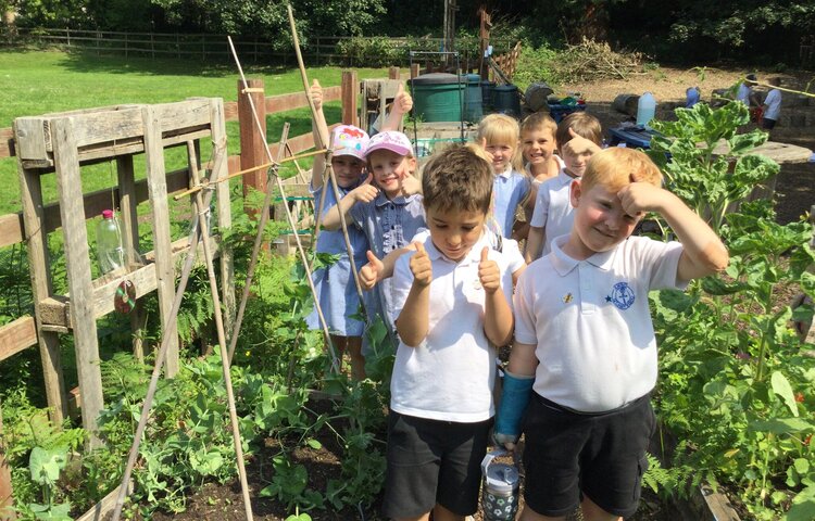 Image of Caring for our vegetable patch
