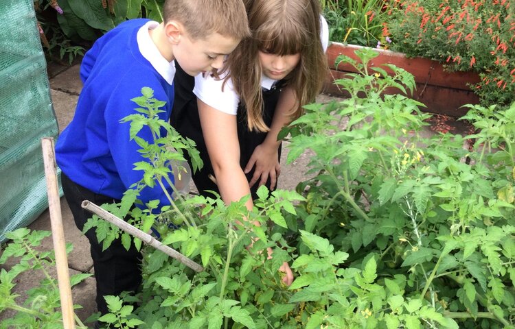 Image of Terrific Tomato pickers! 