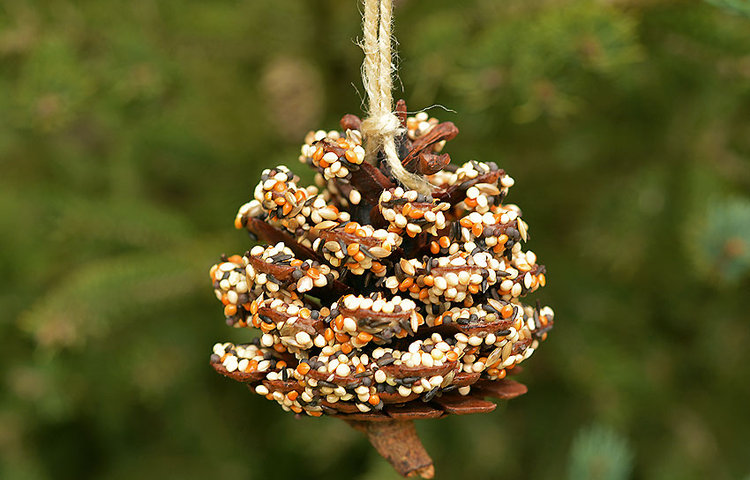 Image of Bird Feeders